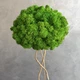 Дерево со стабилизированым мхом MiNature Moss 30 см - изображение 2