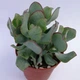Сукулент Crassula Silver Dollar , d=5 GreenLife - зображення 2