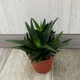Суккулент Haworthia Black Jam, GreenLife d=8 - изображение 1