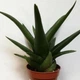 Суккулент Haworthia Black Jam, GreenLife d=8 - изображение 2