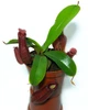 Растение хищник Непентес Кровавая Мэри AlienPlants Nepenthes Bloody Merry (SUN008CP) - изображение 1
