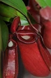 Растение хищник Непентес Кровавая Мэри AlienPlants Nepenthes Bloody Merry (SUN008CP) - изображение 3