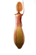 Растение хищник Непентес Салат AlienPlants Nepenthes "Alata" (SUN005CP) - изображение 2