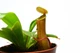 Растение хищник Непентес Салат AlienPlants Nepenthes "Alata" (SUN005CP) - изображение 4
