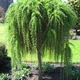 Лиственница европейская Пендула на штамбе/ Larix decidua Pendula С12/ Ра Н160-180 - изображение 1
