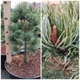 Сосна дрібноквіткова 'Шунс Бансай"/Pinus parv. 'Schoon's Bonsai' С20/ Н 40-50 - зображення 4