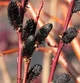 Ива тонкостолбиковая черная "Меланостахис" / Salix gracilistyla Melanostachys С3 / Н80-100 - изображение 2