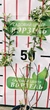 Ива тонкостолбиковая черная "Меланостахис" / Salix gracilistyla Melanostachys С3 / Н80-100 - изображение 5