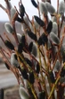 Ива тонкостолбиковая черная "Меланостахис" / Salix gracilistyla Melanostachys С3 / Н80-100 - изображение 6