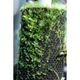 Підкладка Wacool Rainforest Plant Cotton XL 59х44 см WC-YZM001 для тераріума - зображення 7