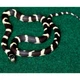 Килимок-субстрат Repti-Zoo Carpet Mat 60x45 см (EC02) для тераріуму, пустельних і тропічних рептилій - зображення 8