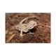 Подложка из кокосового волокна Repti-Zoo Coconut fiber Substrate 8л (SB650) - изображение 5