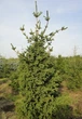 Ялина колюча Lucky Strike / Picea pungens Lucky Strike С10 /Н 40-60 - зображення 4