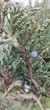 Ялівець віргінський Grey Owl/ Juniperus virginiana Grey Owl, Bonsai С15, Н 80-100 - зображення 4