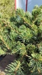 Ялина колюча Lucky Strike / Picea pungens Lucky Strike С10 /Н 40-60 - зображення 10