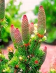 Ялина колюча Lucky Strike / Picea pungens Lucky Strike С10 /Н 40-60 - зображення 12