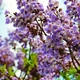Павловния войлочная семена (50 шт) (Paulownia tomentosa) медонос морозостойкая быстроростущая - изображение 6