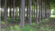 Павловния Шан Тонг семена (около 1000 шт) (Paulownia Shan Tong) морозостойкая для древесины быстроростущая - изображение 12