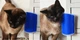 Интерактивная игрушка - чесалка для кошек Hagen Catit Self Groom - изображение 1