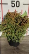 Криптомерія японська Bandai HB / Cryptomeria japonica Bandai HB С4 Н 25-30 - зображення 2