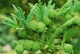 Криптомерія японська Bandai HB / Cryptomeria japonica Bandai HB С4 Н 25-30 - зображення 4