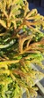 Криптомерія японська Bandai HB / Cryptomeria japonica Bandai HB С4 Н 25-30 - зображення 5