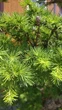 Модрина японська / Larix kaempferi Bonsai С90 Н 120 - 200 - зображення 2