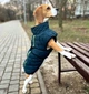 Жилетка для собак DogClub Snup XXL Blue - зображення 2