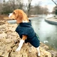 Жилетка для собак DogClub Snup XXL Blue - зображення 5
