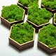 Стабилизированный мох ягель Nordic moss Зеленый травяной светлый 100 грамм - изображение 2