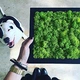 Стабилизированный мох ягель Nordic moss Зеленый травяной светлый 100 грамм - изображение 6