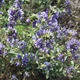 Насіння люцерни посівної (Medicago sativa) 25 грамів OGOROD - зображення 2