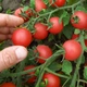 Семена томатов Semo Рубинек (минирэд) черри 5 г - изображение 1