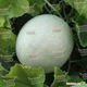 Насіння дині Kitano Seeds Міра f1 (ks 7037 f1) 100 насінин - зображення 1