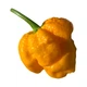 Набір для вирощування гострого перцю Pepper-X 7 Pot Brain Strain Yellow (7 Пот Брейн Стрейн Жовтий) - изображение 2