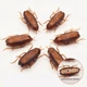 Іграшка для кішок живий Таракан CAPSBOARD COCKROACH 6.5 см (190001) - зображення 4