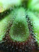 Растение хищник Росянка Алисия AlienPlants Drosera Aliciae размер М горшок 9 см (SUN0012CP) - изображение 4