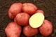 Картофель семенной (посадочный) Беллароза (Белла Росса). Ранний, 1 репродукция 1 кг. Урожай 2022 года. - изображение 1