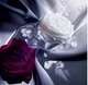 Парфумована вода для жінок Lancome Tresor La Nuit Musc Diamant 75 мл (3614272537514) - зображення 5