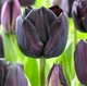 Тюльпан тріумф Блек Джек (Tulip Black Jack) - зображення 2