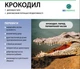 Семена сахарной свеклы Крокодил категория Фермер (дражированные обработанное) SESVANDERHAVE 47668 - изображение 2