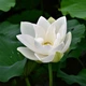 Благовония Тибетские BA Тибетский Белый Лотос Tibetan White Lotus 12,8x4x4 см Фуксия (23079) - изображение 4