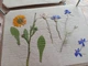 Пресс для высушивания растений Herbarium 10 слоев для высушитвания растений цвет палисандр - изображение 2