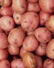 Картофель семенной (посадочный) Славянка. Среднеспелый, 1 репродукция 100 кг. Урожай 2022 года. - изображение 1