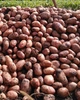 Картофель семенной (посадочный) Славянка. Среднеспелый, 1 репродукция 100 кг. Урожай 2022 года. - изображение 2