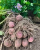 Картофель семенной (посадочный) Рудольф. Среднеспелый, 1 репродукция 10 кг. Урожай 2022 года. - изображение 3