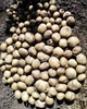 Картофель семенной (посадочный) Сифра. Среднеспелый, 1 репродукция 100 кг. Урожай 2022 года. - изображение 4