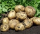 Картофель семенной (посадочный) Гала. Среднеранний, 1 репродукция 100 кг. Урожай 2022 года. - изображение 2
