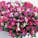 Горошек Королевская семья, смесь, 0,5 г Садиба Центр - изображение 3
