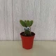 Кактус 29 GreenLife, контейнер 5х5 - изображение 1